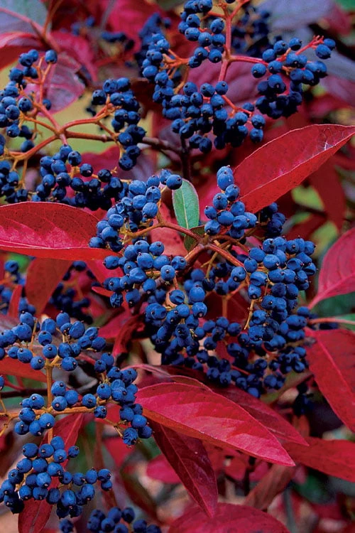 Winterthur Viburnum - 3 Gallon Pot 3 Winterthur Viburnum - 3 Gallon Pot