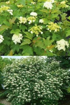 Dwarf European Cranberry Bush - 5 Gallon Pot -Garden Outdoor Plant Store viburnum opulus compactum dwarf european cranberry bush 10 1