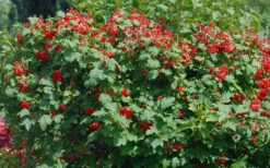 Dwarf European Cranberry Bush - 1 Gallon Pot 16 Dwarf European Cranberry Bush - 1 Gallon Pot -Garden Outdoor Plant Store viburnum opulus compactum dwarf european cranberry bush 2
