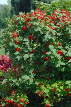 Dwarf European Cranberry Bush - 1 Gallon Pot 14 Dwarf European Cranberry Bush - 1 Gallon Pot -Garden Outdoor Plant Store viburnum opulus compactum dwarf european cranberry bush 3