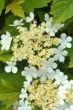 Dwarf European Cranberry Bush - 5 Gallon Pot -Garden Outdoor Plant Store viburnum opulus compactum dwarf european cranberry bush 4 1