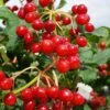 Dwarf European Cranberry Bush - 1 Gallon Pot 1 Dwarf European Cranberry Bush - 1 Gallon Pot -Garden Outdoor Plant Store viburnum opulus compactum dwarf european cranberry bush 9