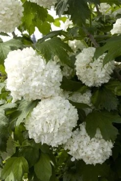Eastern Snowball Viburnum Bush - 1 Gallon Pot 16 Eastern Snowball Viburnum Bush - 1 Gallon Pot -Garden Outdoor Plant Store viburnum opulus sterile eastern snowball 2