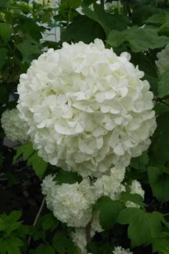 Eastern Snowball Viburnum Bush - 3 Gallon Pot 14 Eastern Snowball Viburnum Bush - 3 Gallon Pot -Garden Outdoor Plant Store viburnum opulus sterile eastern snowball 3 1