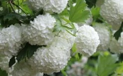 Eastern Snowball Viburnum Bush - 3 Gallon Pot 17 Eastern Snowball Viburnum Bush - 3 Gallon Pot -Garden Outdoor Plant Store viburnum opulus sterile eastern snowball 4 1