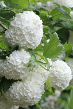 Eastern Snowball Viburnum Bush - 3 Gallon Pot 15 Eastern Snowball Viburnum Bush - 3 Gallon Pot -Garden Outdoor Plant Store viburnum opulus sterile eastern snowball 5 1