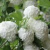 Eastern Snowball Viburnum Bush - 3 Gallon Pot 2 Eastern Snowball Viburnum Bush - 3 Gallon Pot -Garden Outdoor Plant Store viburnum opulus sterile eastern snowball 6 1