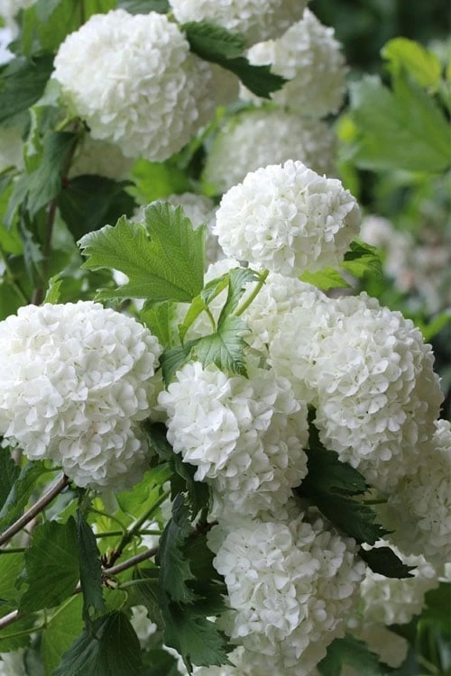 Eastern Snowball Viburnum Bush - 3 Gallon Pot 3 Eastern Snowball Viburnum Bush - 3 Gallon Pot