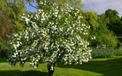 Eastern Snowball Viburnum Bush - 3 Gallon Pot 13 Eastern Snowball Viburnum Bush - 3 Gallon Pot -Garden Outdoor Plant Store viburnum opulus sterile eastern snowball 9 1