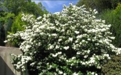 Japanese Snowball Bush (Viburnum Plicatum) - 2 Gallon Pot 11 Japanese Snowball Bush (Viburnum Plicatum) - 2 Gallon Pot -Garden Outdoor Plant Store viburnum plicatum japanese snowball bush flowers 15