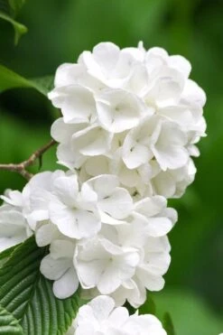 Japanese Snowball Bush (Viburnum Plicatum) - 2 Gallon Pot 12 Japanese Snowball Bush (Viburnum Plicatum) - 2 Gallon Pot -Garden Outdoor Plant Store viburnum plicatum japanese snowball flowers 10