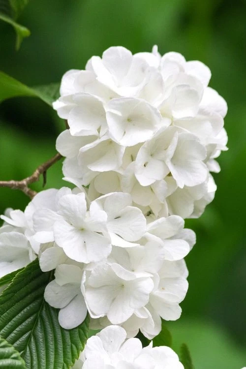 Japanese Snowball Bush (Viburnum Plicatum) - 2 Gallon Pot 7 Japanese Snowball Bush (Viburnum Plicatum) - 2 Gallon Pot - Image 5