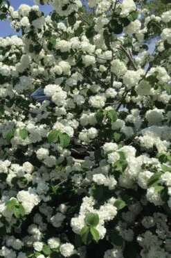 Japanese Snowball Bush (Viburnum Plicatum) - 2 Gallon Pot 13 Japanese Snowball Bush (Viburnum Plicatum) - 2 Gallon Pot -Garden Outdoor Plant Store viburnum plicatum japanese snowball flowers 15