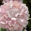 Kern's Pink Snowball Viburnum Bush - 2 Gallon Pot 2 Kern's Pink Snowball Viburnum Bush - 2 Gallon Pot -Garden Outdoor Plant Store viburnum plicatum kerns pink snowball 2