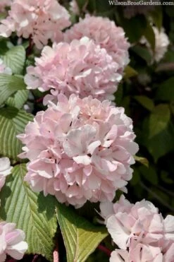 Kern's Pink Snowball Viburnum Bush - 2 Gallon Pot 12 Kern's Pink Snowball Viburnum Bush - 2 Gallon Pot -Garden Outdoor Plant Store viburnum plicatum kerns pink snowball 3
