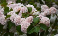 Kern's Pink Snowball Viburnum Bush - 2 Gallon Pot 13 Kern's Pink Snowball Viburnum Bush - 2 Gallon Pot -Garden Outdoor Plant Store viburnum plicatum kerns pink snowball 7