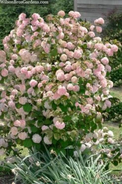 Kern's Pink Snowball Viburnum Bush - 2 Gallon Pot 11 Kern's Pink Snowball Viburnum Bush - 2 Gallon Pot -Garden Outdoor Plant Store viburnum plicatum kerns pink snowball 9