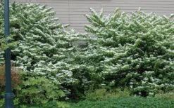 Japanese Doublefile Viburnum - 2 Gallon Pot 17 Japanese Doublefile Viburnum - 2 Gallon Pot -Garden Outdoor Plant Store viburnum plicatum tomentosum japanese doublefile 1