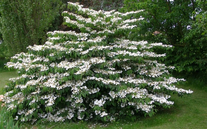 Japanese Doublefile Viburnum - 2 Gallon Pot 6 Japanese Doublefile Viburnum - 2 Gallon Pot - Image 4