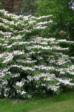 Japanese Doublefile Viburnum - 2 Gallon Pot 19 Japanese Doublefile Viburnum - 2 Gallon Pot -Garden Outdoor Plant Store viburnum plicatum tomentosum japanese doublefile 5