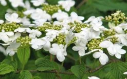 Japanese Doublefile Viburnum - 2 Gallon Pot 18 Japanese Doublefile Viburnum - 2 Gallon Pot -Garden Outdoor Plant Store viburnum plicatum tomentosum japanese doublefile 6