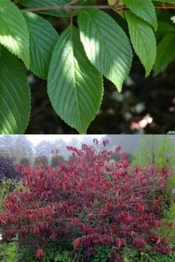 Japanese Doublefile Viburnum - 2 Gallon Pot 15 Japanese Doublefile Viburnum - 2 Gallon Pot -Garden Outdoor Plant Store viburnum plicatum tomentosum japanese doublefile 9