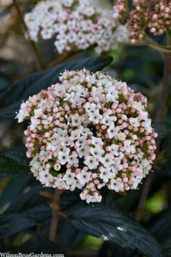 Prague Viburnum - 2.5 Quart Pot -Garden Outdoor Plant Store viburnum pragense prague 2