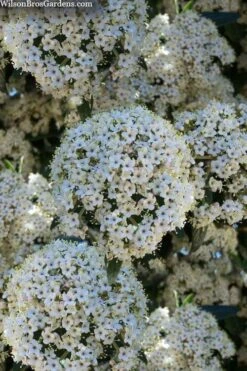 Prague Viburnum - 3 Gallon Pot 15 Prague Viburnum - 3 Gallon Pot -Garden Outdoor Plant Store viburnum pragense prague 5 2