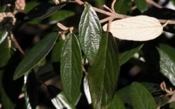 Prague Viburnum - 2.5 Quart Pot -Garden Outdoor Plant Store viburnum pragense prague 7