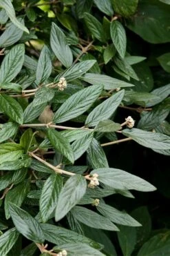 Prague Viburnum - 3 Gallon Pot 16 Prague Viburnum - 3 Gallon Pot -Garden Outdoor Plant Store viburnum pragense prague 9 2