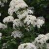 Blackhaw Viburnum - 3 Gallon Pot -Garden Outdoor Plant Store viburnum prunifolium black haw 12