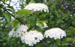 Blackhaw Viburnum - 3 Gallon Pot -Garden Outdoor Plant Store viburnum prunifolium black haw 4