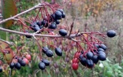 Blackhaw Viburnum - 3 Gallon Pot -Garden Outdoor Plant Store viburnum prunifolium black haw 5