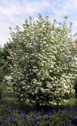 Blackhaw Viburnum - 3 Gallon Pot -Garden Outdoor Plant Store viburnum prunifolium black haw 7