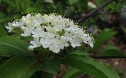 Blackhaw Viburnum - 3 Gallon Pot -Garden Outdoor Plant Store viburnum prunifolium black haw 9