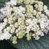 Alleghany Viburnum - 1 Gallon Pot -Garden Outdoor Plant Store viburnum rhytidophylloides alleghany 2 thumbnail