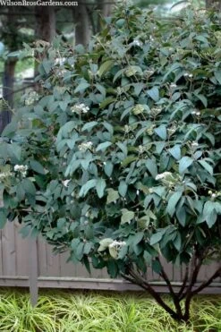 Alleghany Viburnum - 1 Gallon Pot 10 Alleghany Viburnum - 1 Gallon Pot -Garden Outdoor Plant Store viburnum rhytidophylloides alleghany 3