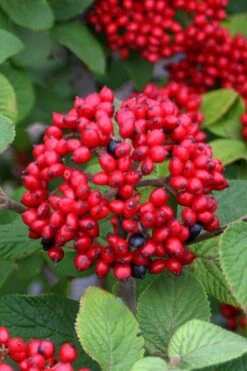 Alleghany Viburnum - 1 Gallon Pot 11 Alleghany Viburnum - 1 Gallon Pot -Garden Outdoor Plant Store viburnum rhytidophylloides alleghany 4