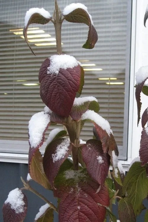 Red Balloon Viburnum - 3 Gallon Pot 8 Red Balloon Viburnum - 3 Gallon Pot - Image 6