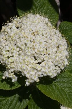 Red Balloon Viburnum - 3 Gallon Pot 11 Red Balloon Viburnum - 3 Gallon Pot -Garden Outdoor Plant Store viburnum rhytidophylloides red balloon 5