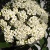 Willowwood Viburnum - 3 Gallon Pot 1 Willowwood Viburnum - 3 Gallon Pot -Garden Outdoor Plant Store viburnum rhytidophylloides willowwood 1