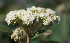 Willowwood Viburnum - 3 Gallon Pot 12 Willowwood Viburnum - 3 Gallon Pot -Garden Outdoor Plant Store viburnum rhytidophylloides willowwood 2