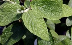 Willowwood Viburnum - 3 Gallon Pot 13 Willowwood Viburnum - 3 Gallon Pot -Garden Outdoor Plant Store viburnum rhytidophylloides willowwood 3