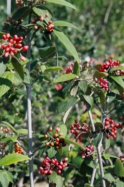 Willowwood Viburnum - 3 Gallon Pot 15 Willowwood Viburnum - 3 Gallon Pot -Garden Outdoor Plant Store viburnum rhytidophylloides willowwood 5