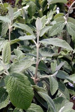 Willowwood Viburnum - 3 Gallon Pot 14 Willowwood Viburnum - 3 Gallon Pot -Garden Outdoor Plant Store viburnum rhytidophylloides willowwood 6