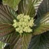 Shiny Dancer Viburnum - 2 Gallon Pot 2 Shiny Dancer Viburnum - 2 Gallon Pot -Garden Outdoor Plant Store viburnum shiny dancer 25