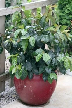 Shiny Dancer Viburnum - 2 Gallon Pot -Garden Outdoor Plant Store viburnum shiny dancer 26
