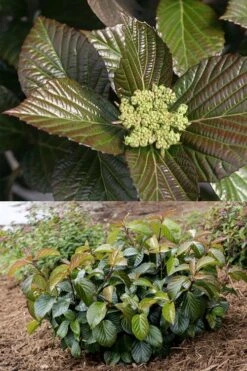 Shiny Dancer Viburnum - 2 Gallon Pot -Garden Outdoor Plant Store viburnum shiny dancer 27