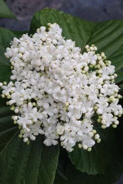 Shiny Dancer Viburnum - 2 Gallon Pot -Garden Outdoor Plant Store viburnum shiny dancer 4 500x750 1