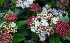 Spring Bouquet Viburnum - 1 Gallon Pot -Garden Outdoor Plant Store viburnum spring bouquet 800x500 2